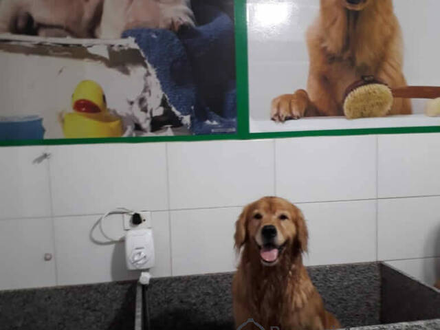 #451 - Hotel para cães para Venda em São Paulo - SP