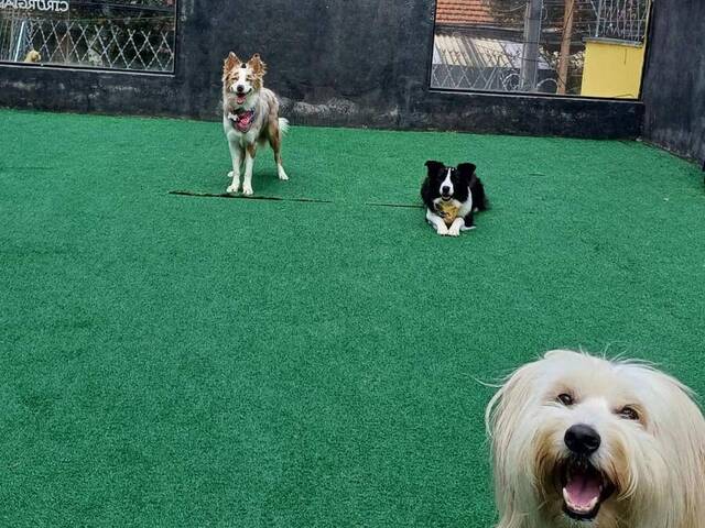#375 - Pet Shop*Hotel, Day Care e banho e tosa para Venda em São Paulo - SP - 3