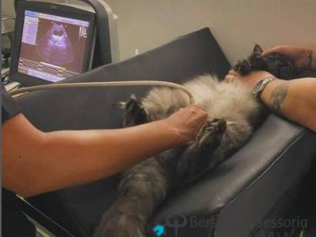 #401 - Pet Shop e Consultório Veterinário para Venda em São Paulo - SP - 2