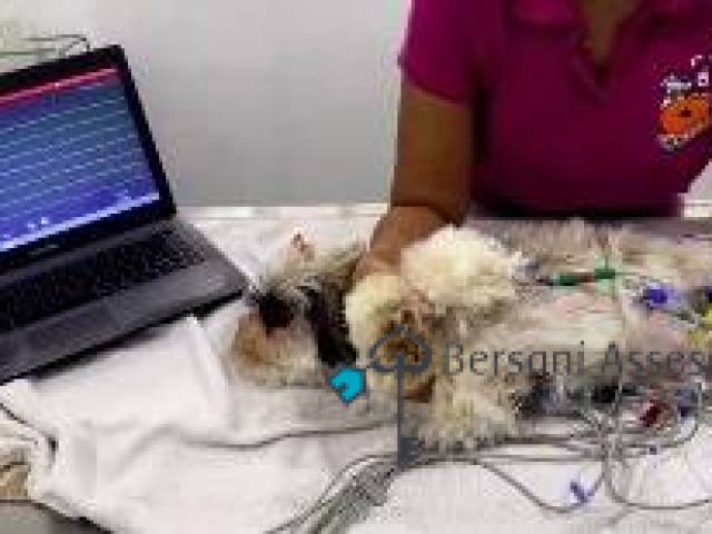 #401 - Pet Shop e Consultório Veterinário para Venda em São Paulo - SP